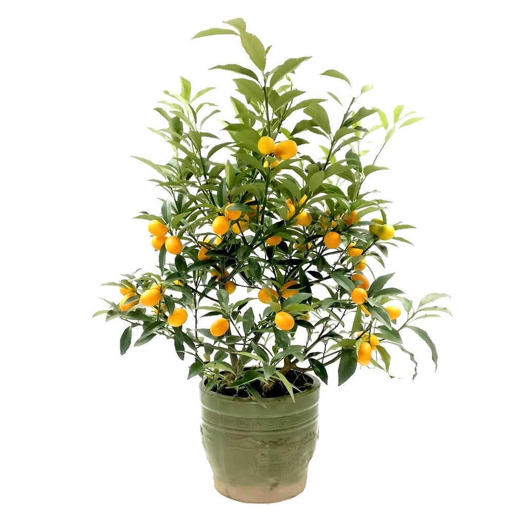 [PRE- ORDER] Kumquat 金桔 in 12 Inch Pot (0.6 - 0.8m)