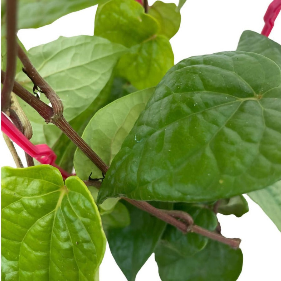 Piper betle, Betel Vine, Betel Pepper in Hanging Pot (0.4m)