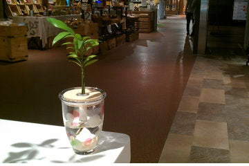 Hydroponic Bonsai in Flower Vase