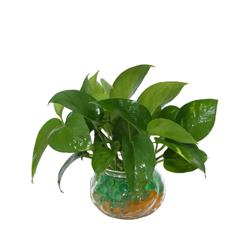 Epipremnum aureum, Money Plant in Glass Pot (0.18m)