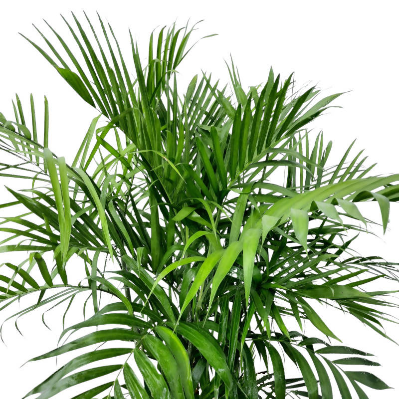 Bamboo Palm in Black High Cylinder Series 39.5cm (1.8m)