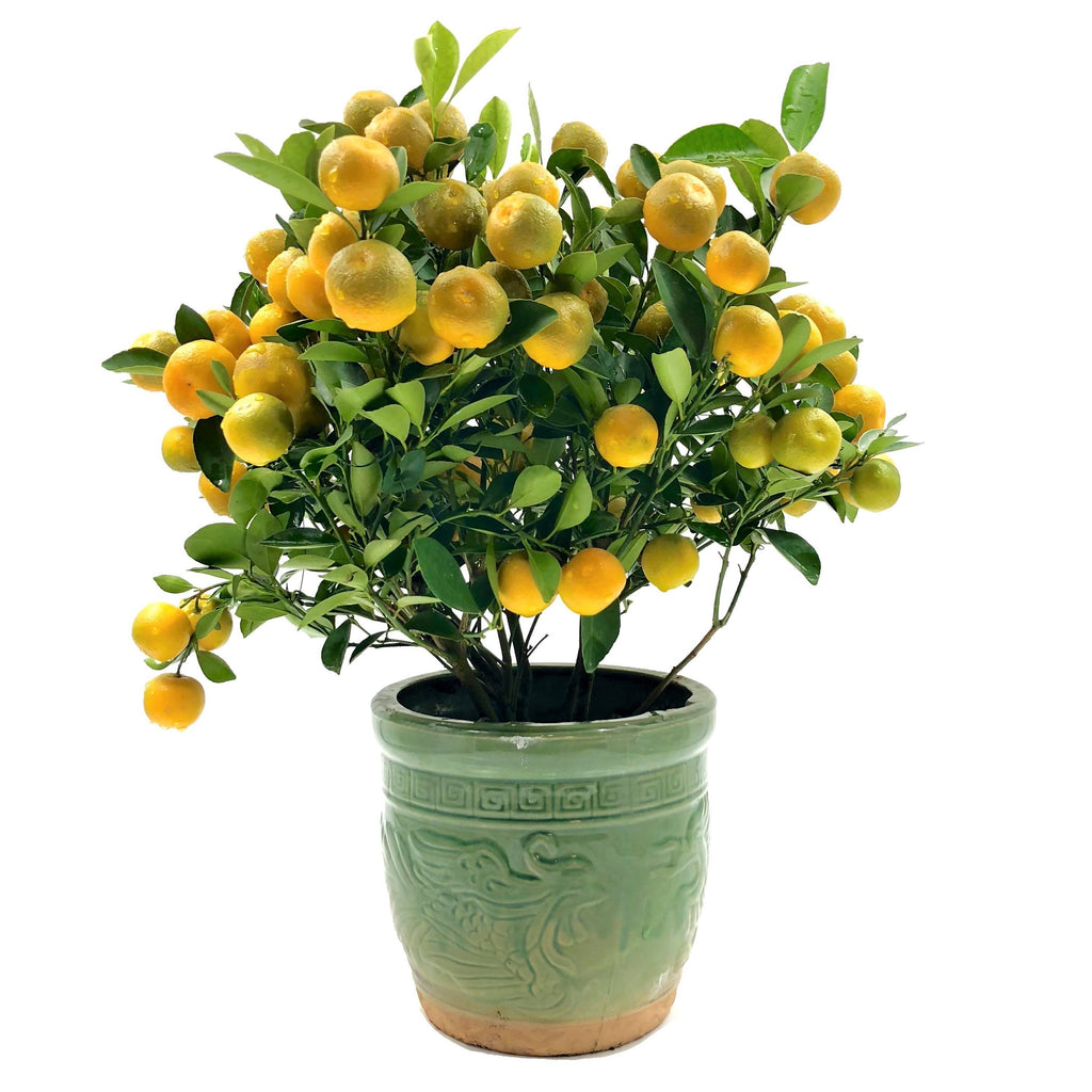 [PRE-ORDER] Four Season Lime 四季桔 in 8 Inch Pot (0.4m - 0.5m)