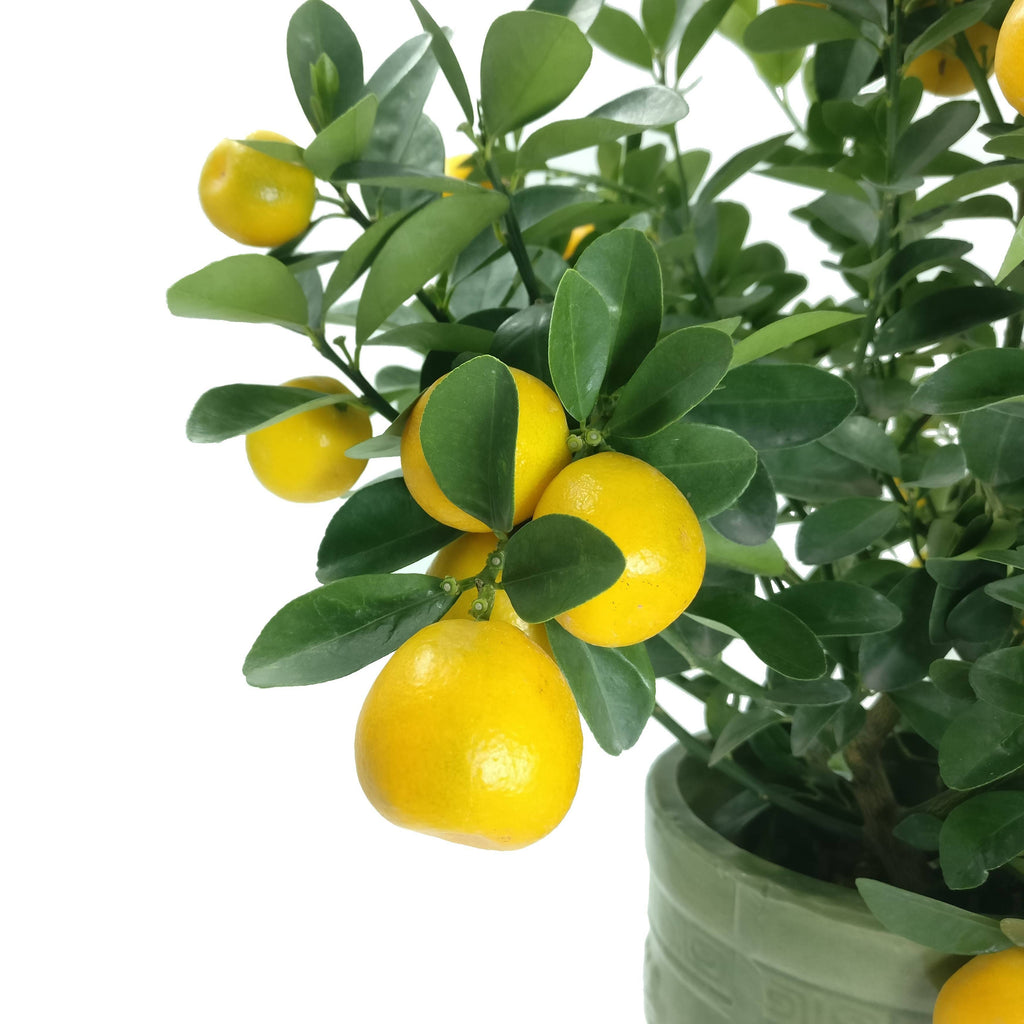 [PRE- ORDER] Dragon Heart Lime 龙胆桔 in 8 Inch Green Pot, Table Top (0.3m - 0.5m)