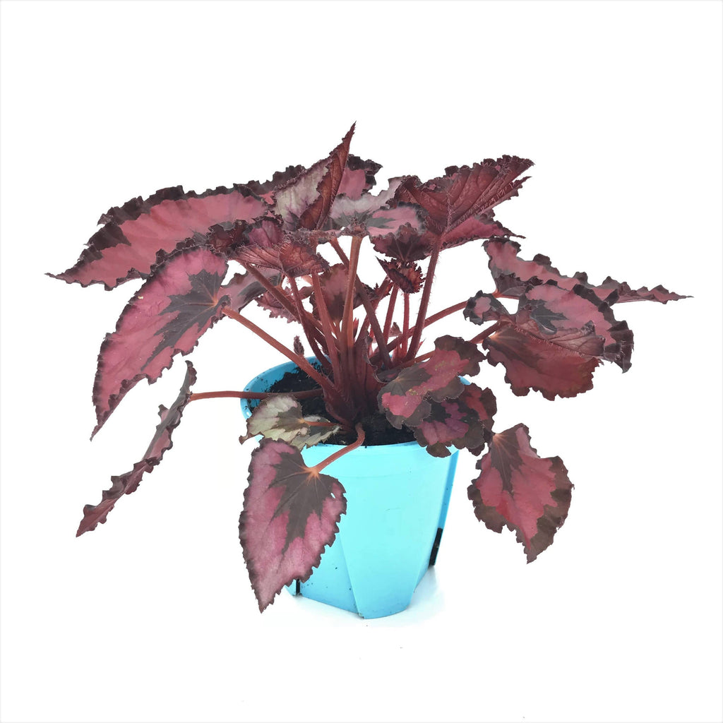 Begonia rex-cultorum, Begonia Leaf, type B (0.15m)