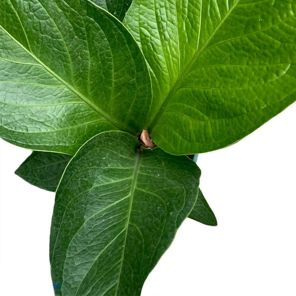 Anthurium jenmanii (0.4m)