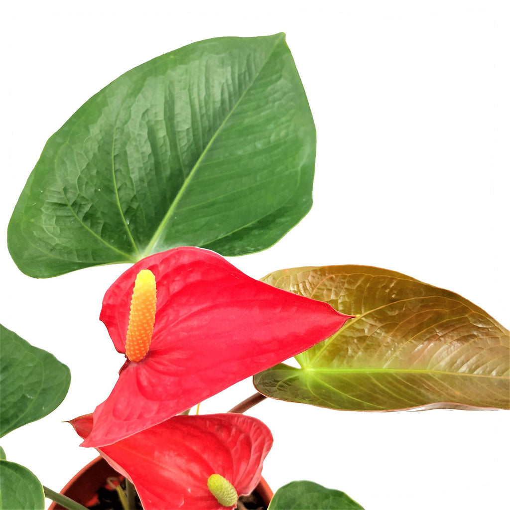 Anthurium Red in Silky White Vibes Fold 14cm (0.25m)