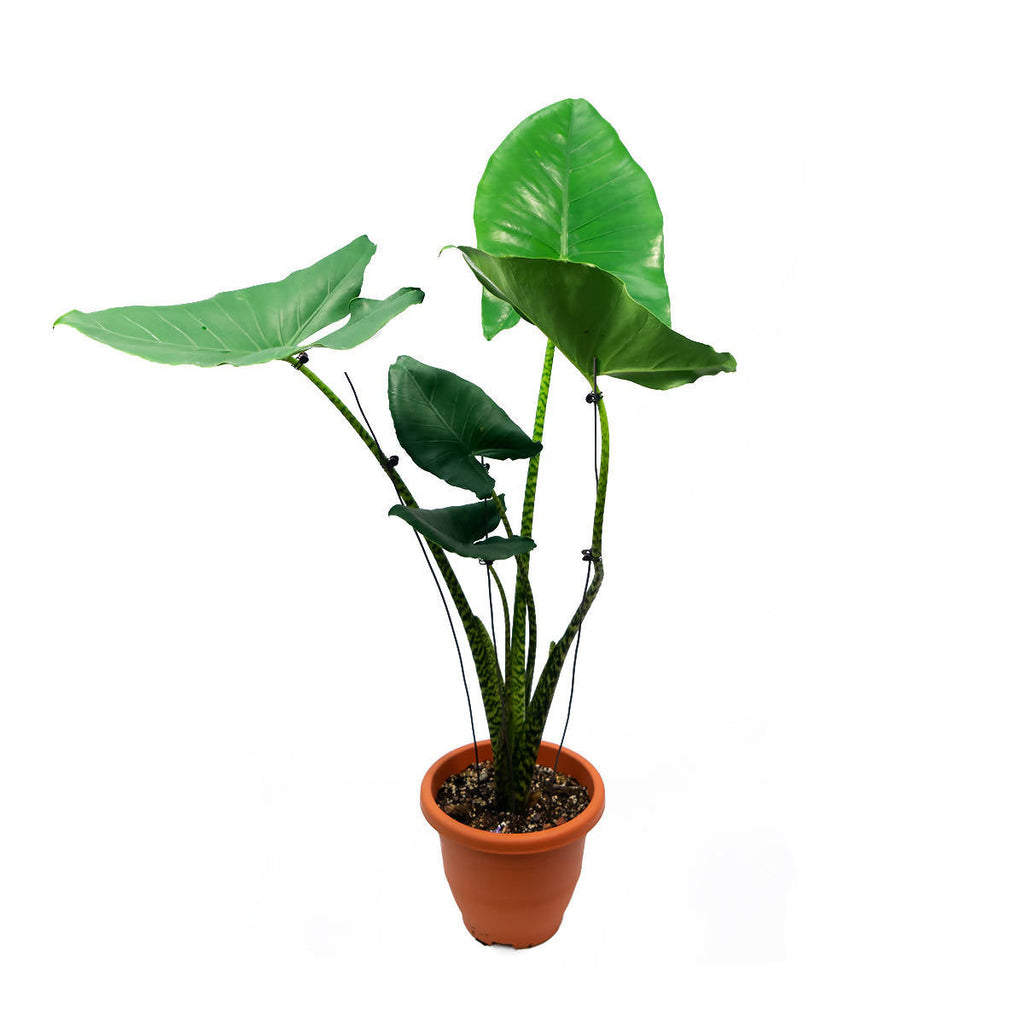 Alocasia Zebrina (0.8m)