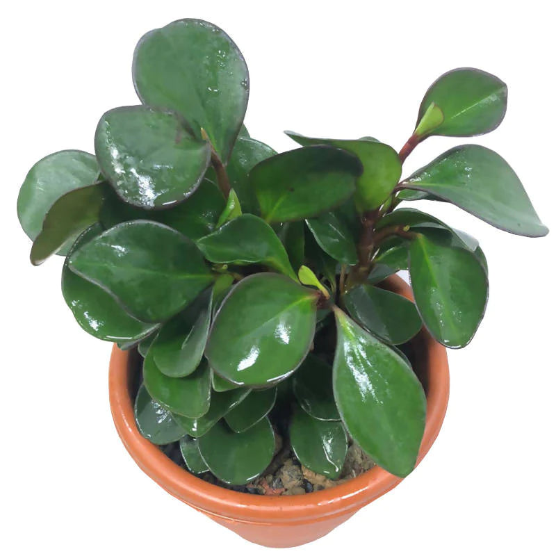 Peperomia Obtusifolia, Red Edge (0.25m)