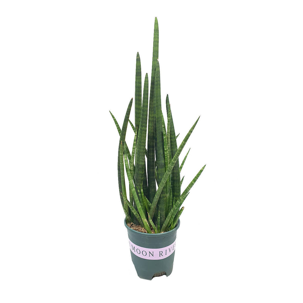 Sansevieria cylindrica (0.6m)