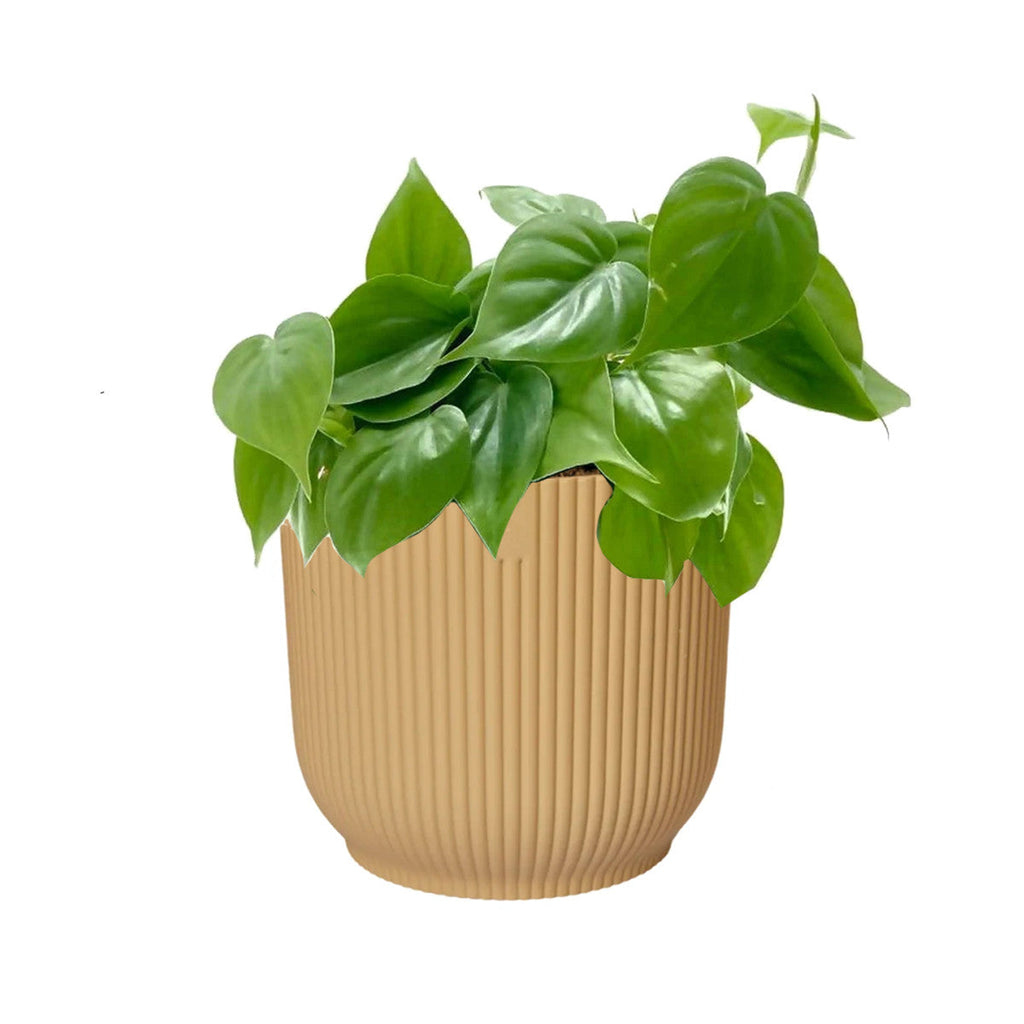 Philodendron Scandens Green in Butter Yellow Vibes Fold Round 14cm (0.2m)