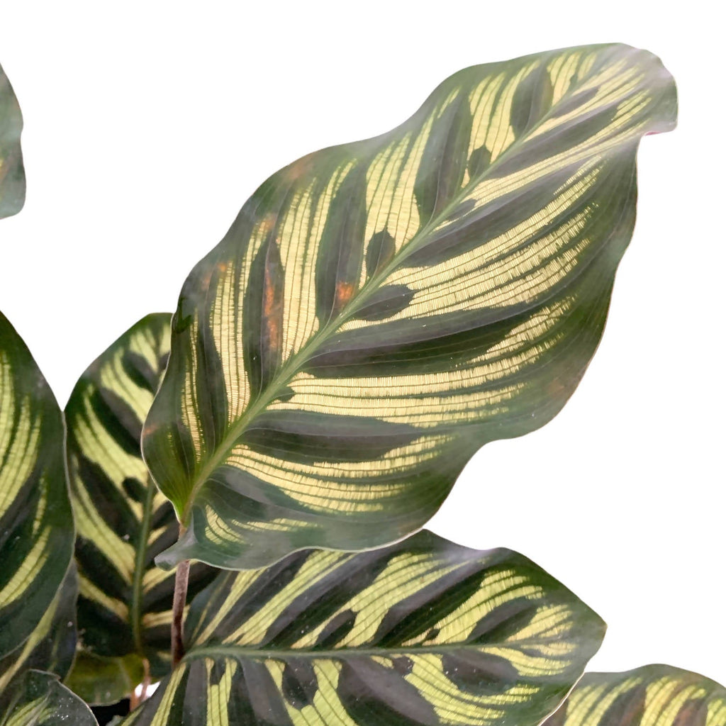 Calathea makoyana in Living Black B. for Original Round 18cm (0.25m)