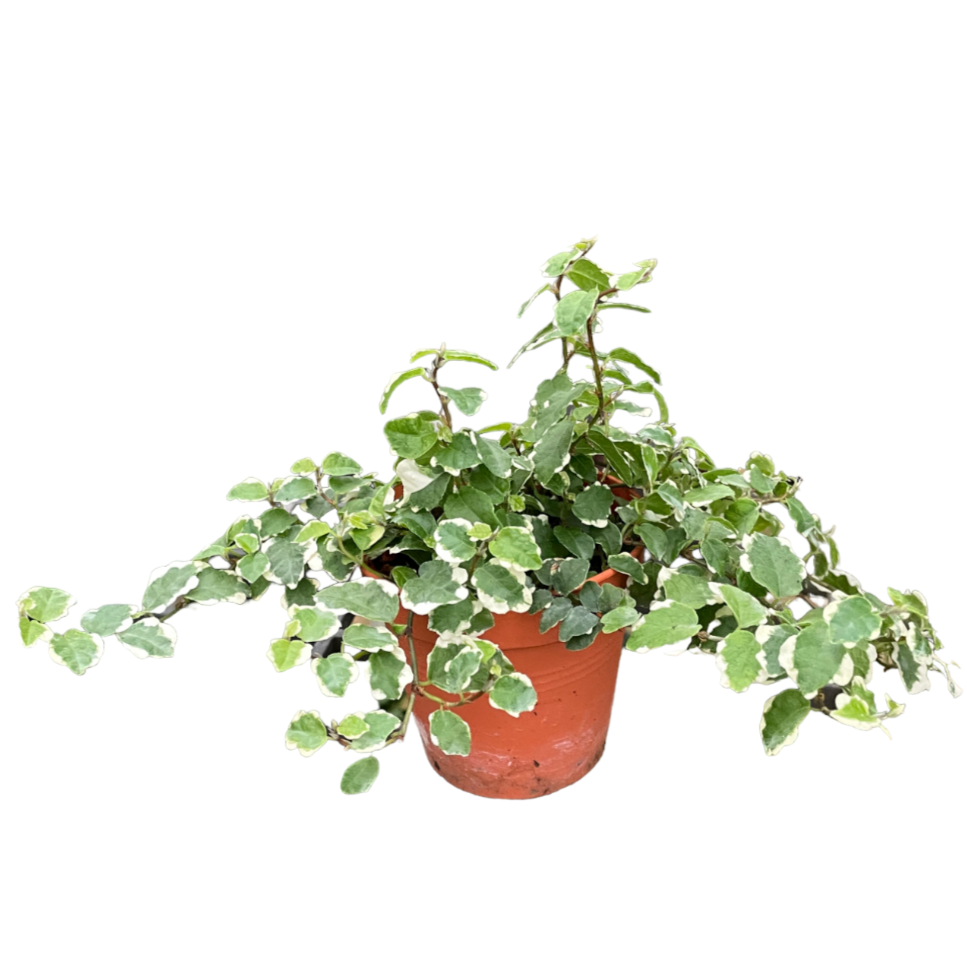 Ficus Pumila White (0.15mH)