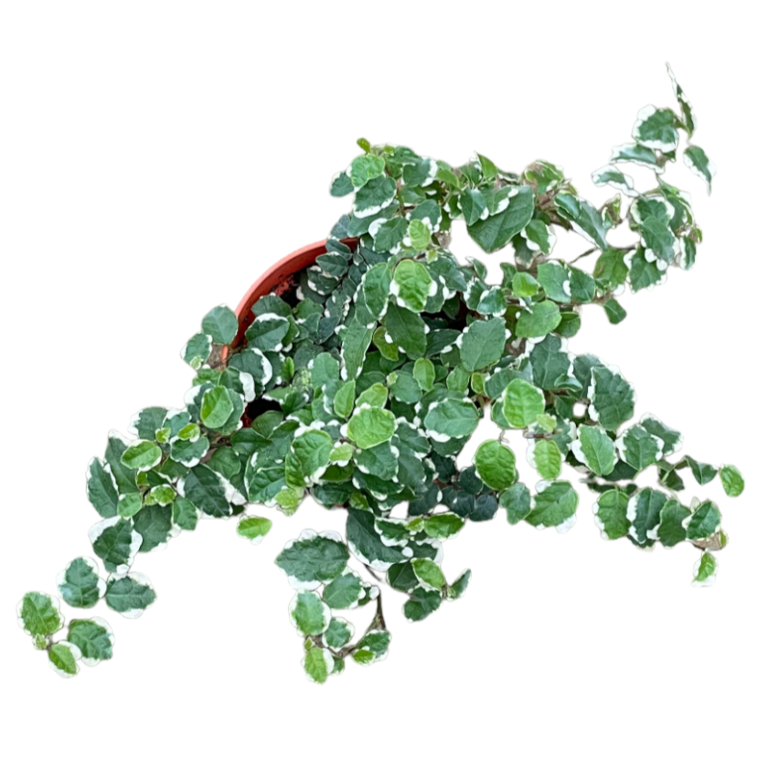 Ficus Pumila White (0.15mH)