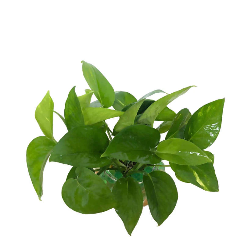 Epipremnum aureum, Money Plant in Glass Pot (0.18m)