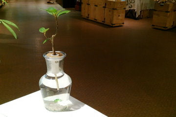 Hydroponic Bonsai in Bottleneck Vase