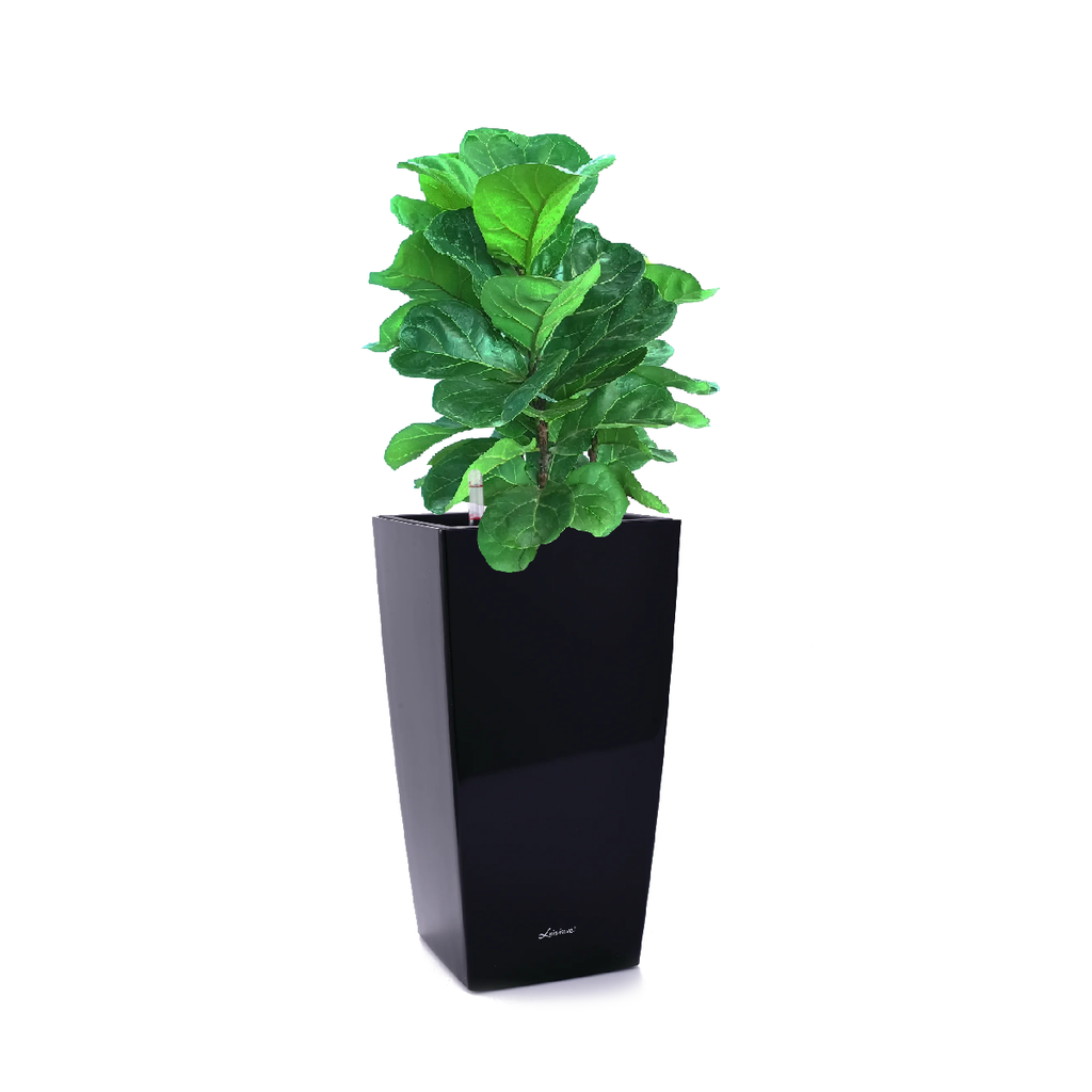 Ficus lyrata in Black Square Cylinder Tall Pot