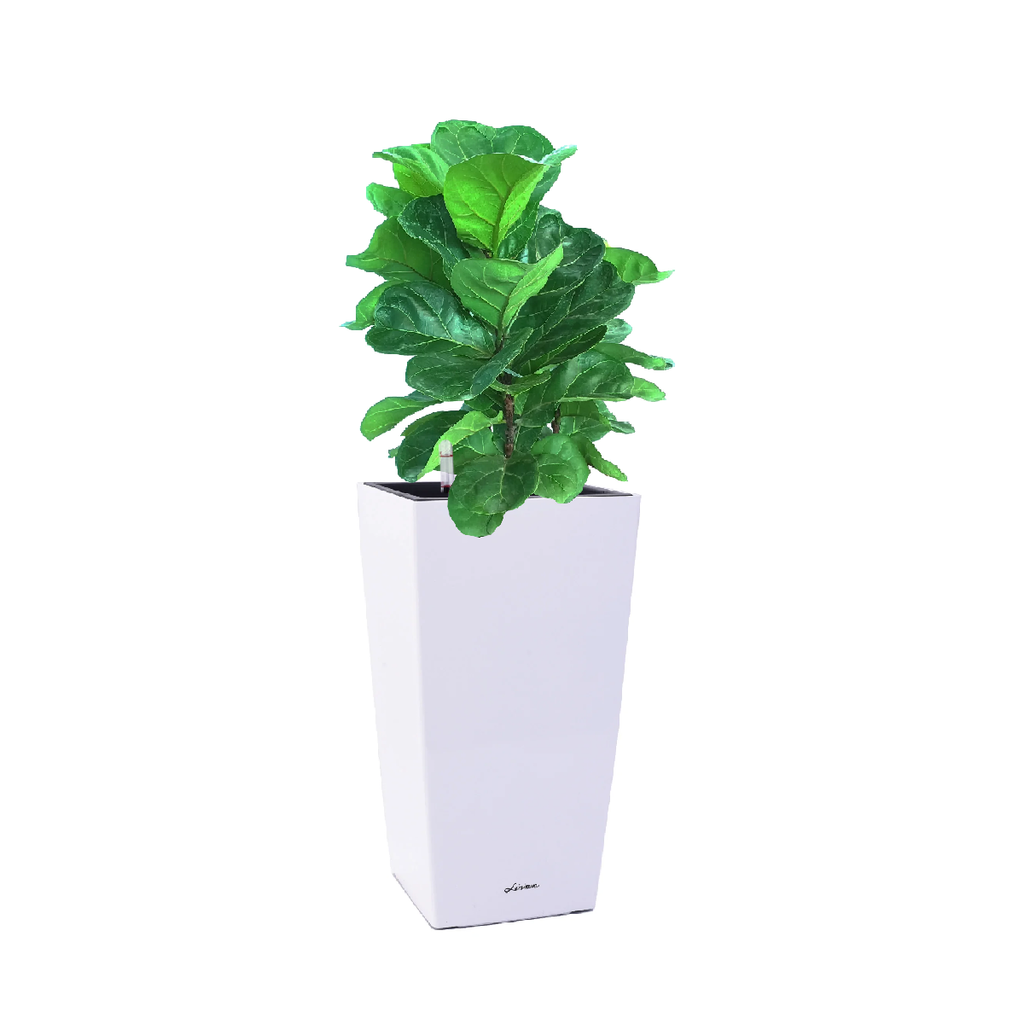 Ficus lyrata in White Square Cylinder Tall Pot