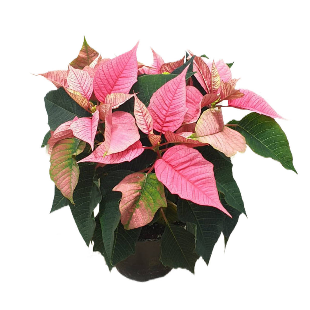 Euphorbia pulcherrima 'Pink', Cameron.H Pink Poinsettia (0.30m)