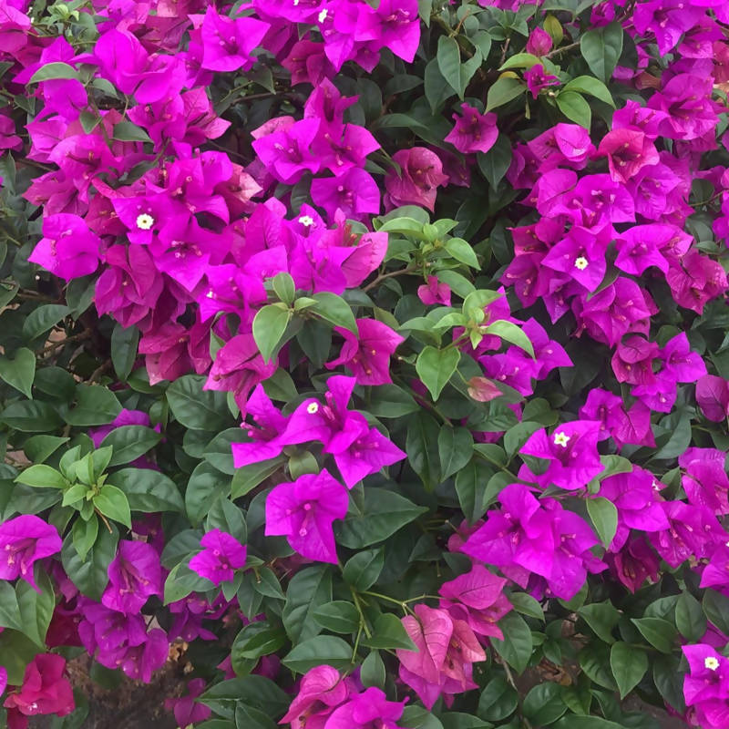Bougainvillea glabra, Paper Flower (0.65m)