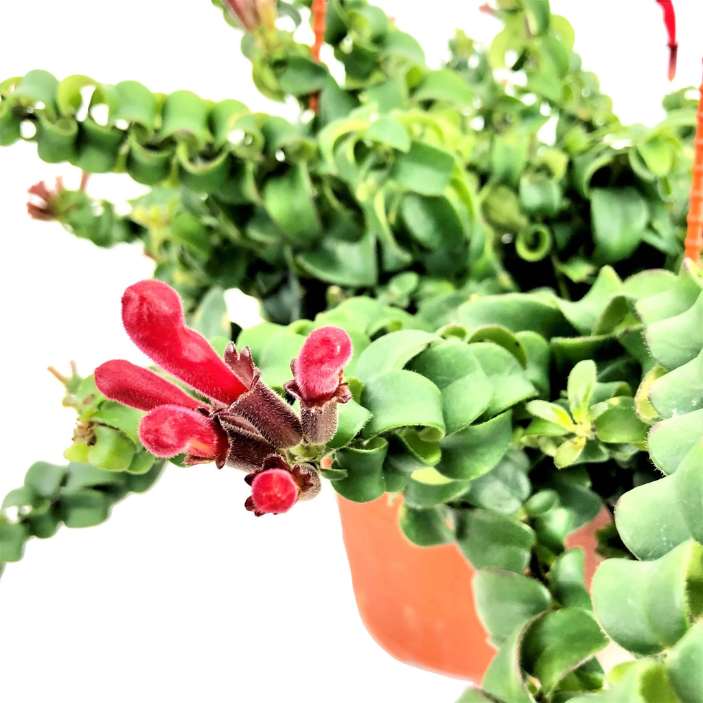 Aeschynanthus radicans, Curly Lipstick Plant in Hanging Pot (0.5m)