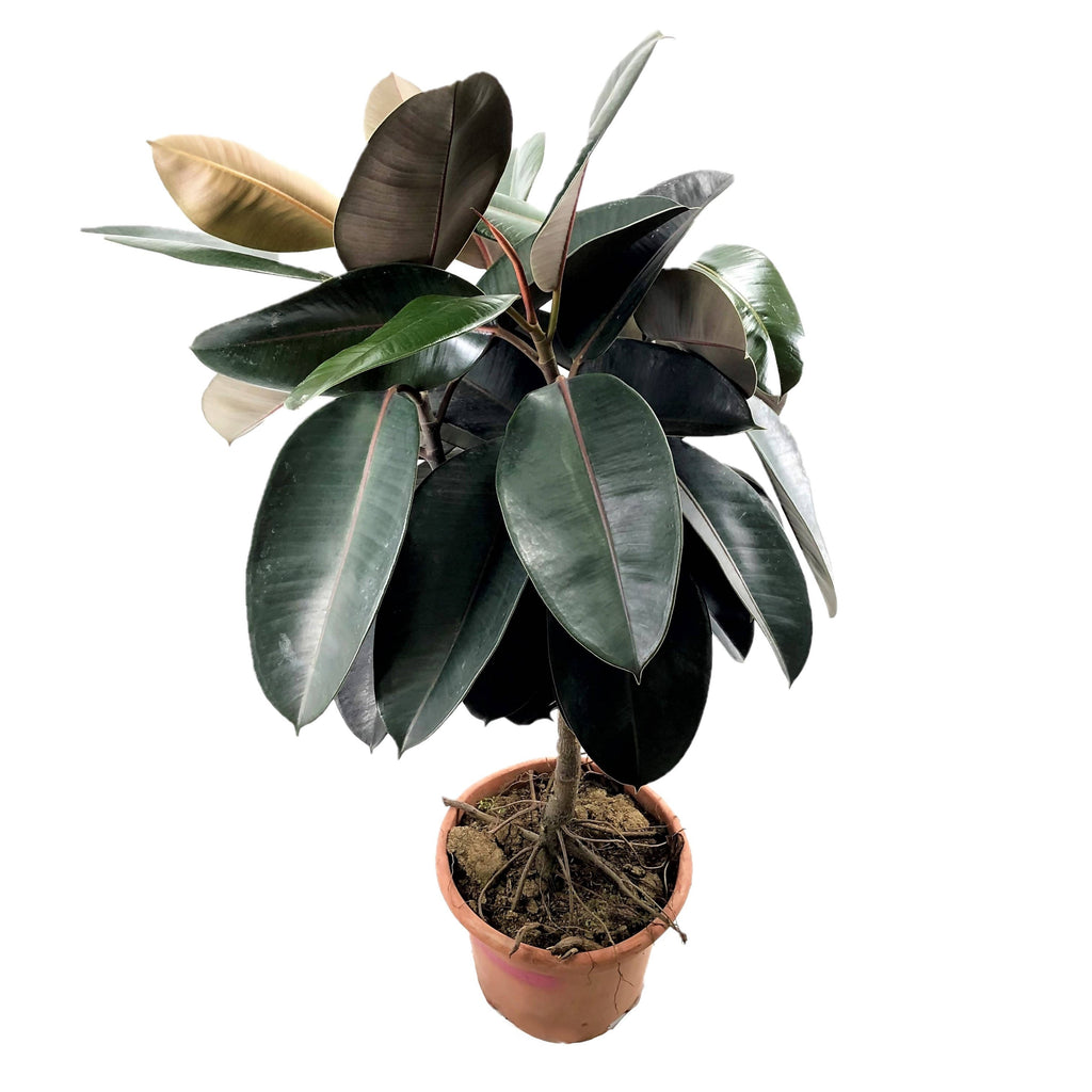 Ficus elastica, Rubber Plant (1.4m)