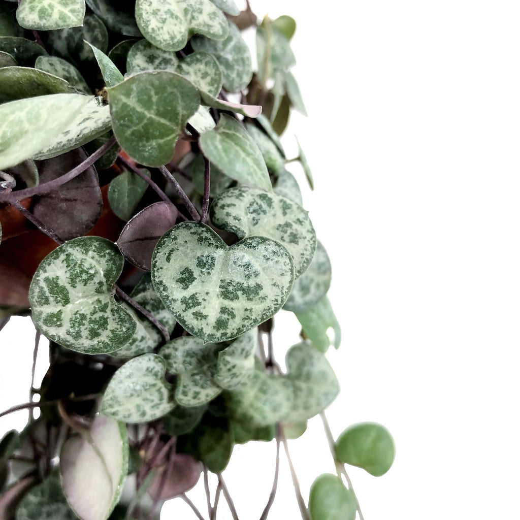 Ceropegia woodii, String of Hearts (hanging) (0.25m)
