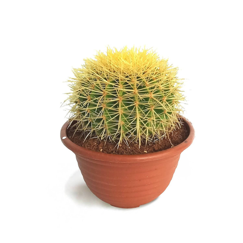 Echinocactus grusonii, Golden Barrel Cactus (0.35m)