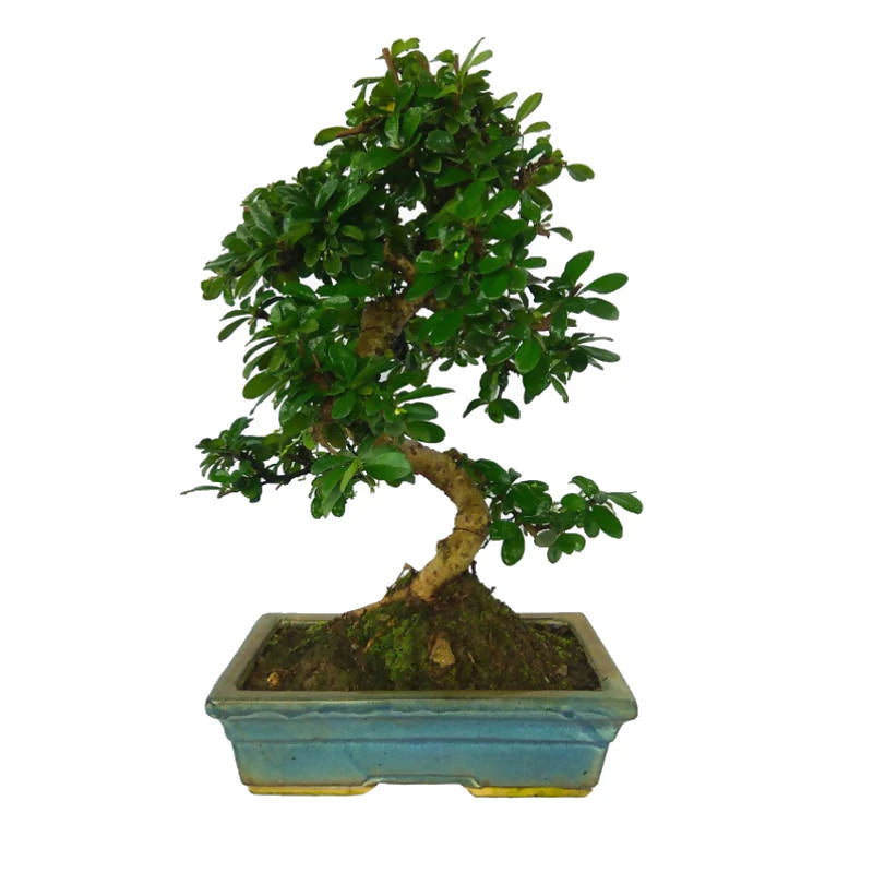 Carmona retusa, Fukien tea Bonsai, Hokkien tea Bonsai / B (0.45m)