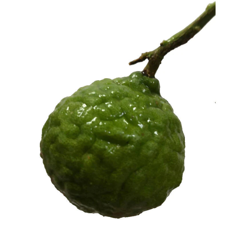 Citrus hystrix, Kaffir Lime, Thai Lime (0.6m)