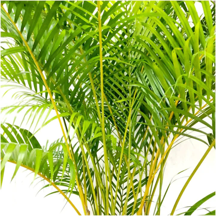 Yellow Palm in Black Dumpy Round 45cm (1.8m)