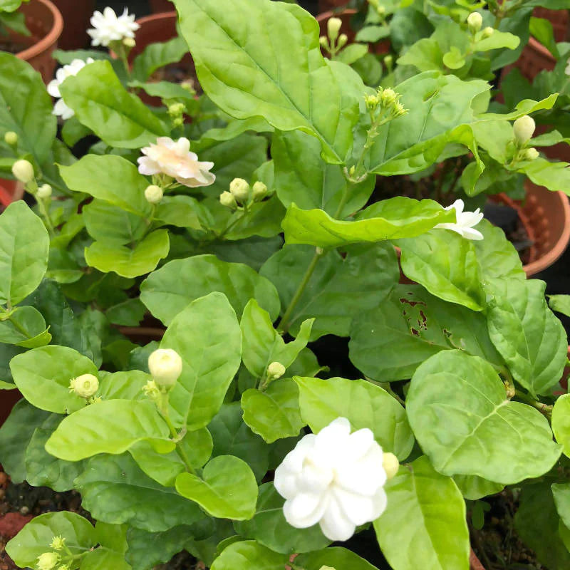 Jasminum sambac Jasmine 0.3m Noah Garden Centre