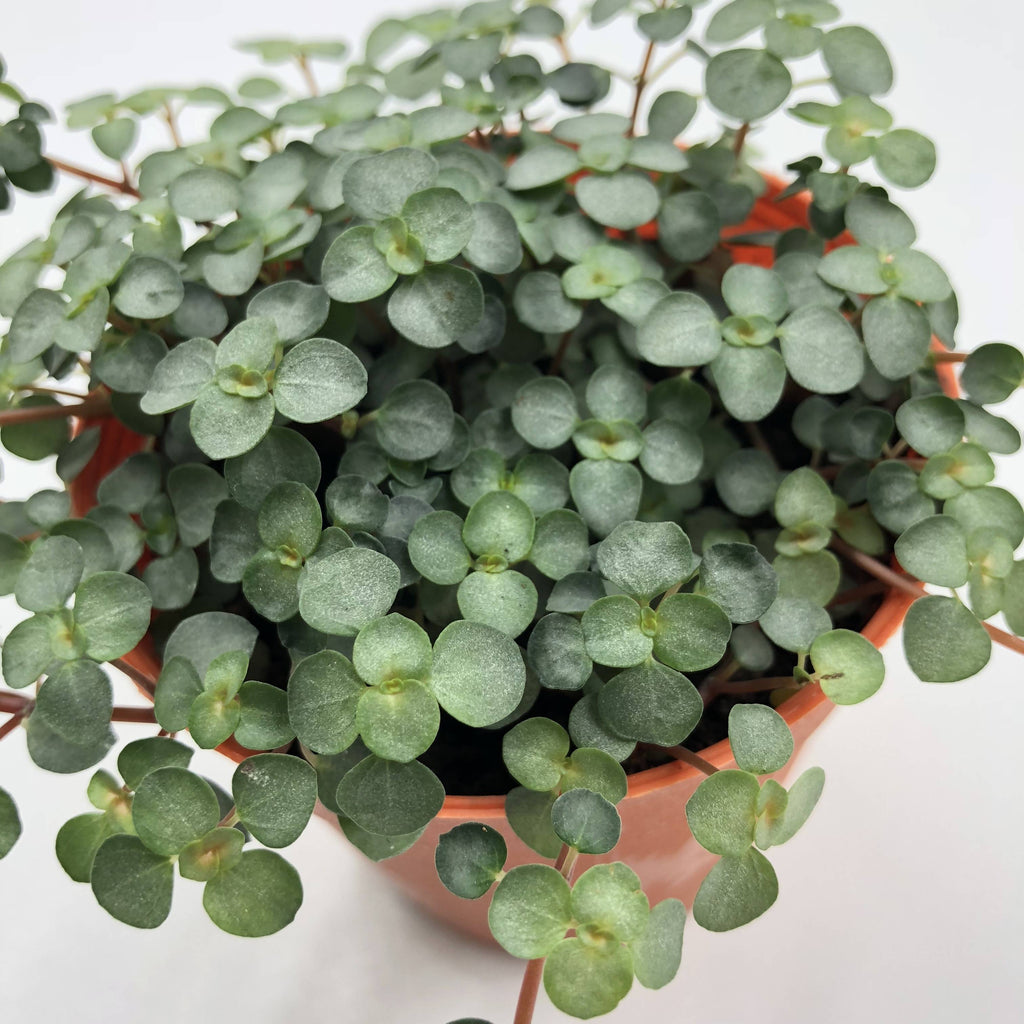 Pilea glaucophylla, Silver Sprinkles (0.03m)