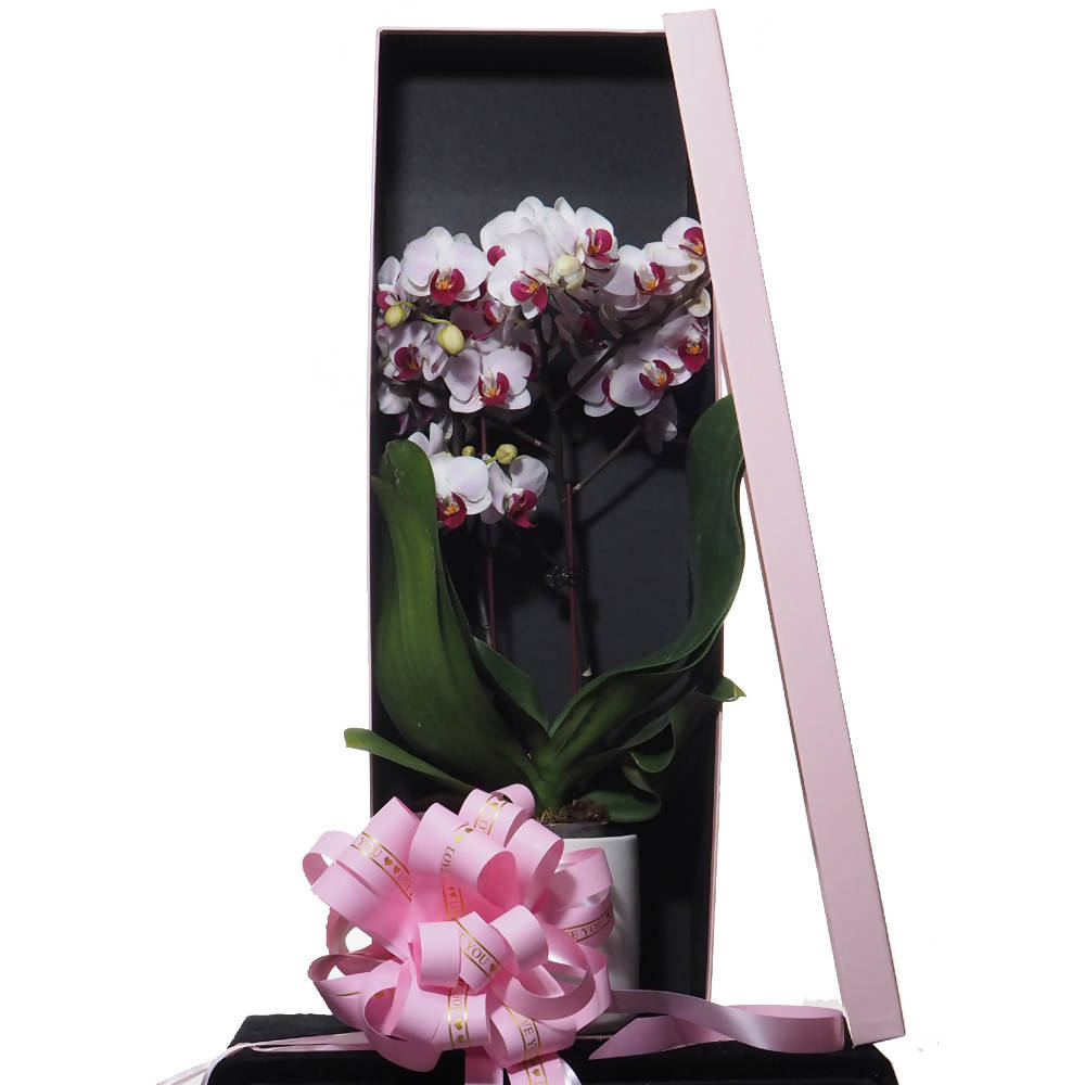 Phalaenopsis Gift Box C