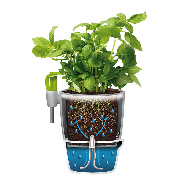 Brussels Herbs allin1 13cm in White