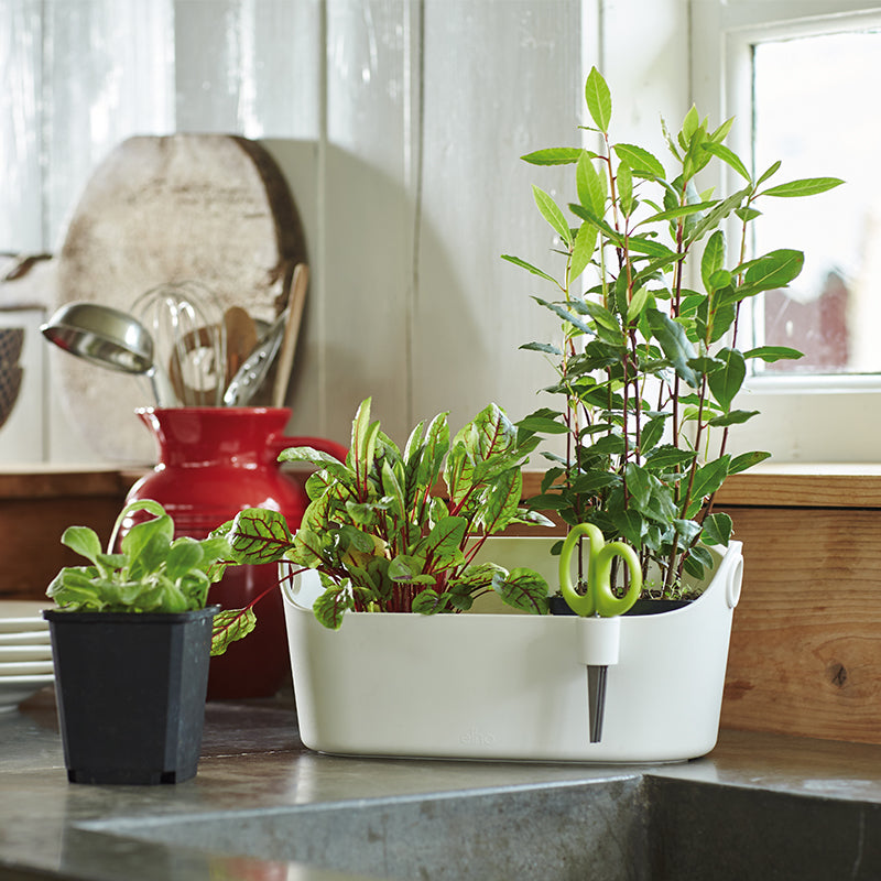 Brussels Herbs Station in White