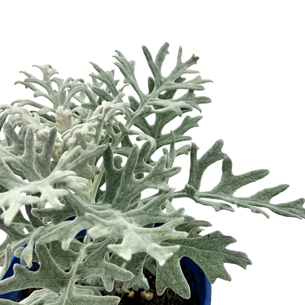 Jacobaea maritima, Senecio cineraria‚ Silver Dust, Dusty Miller (0.25m)