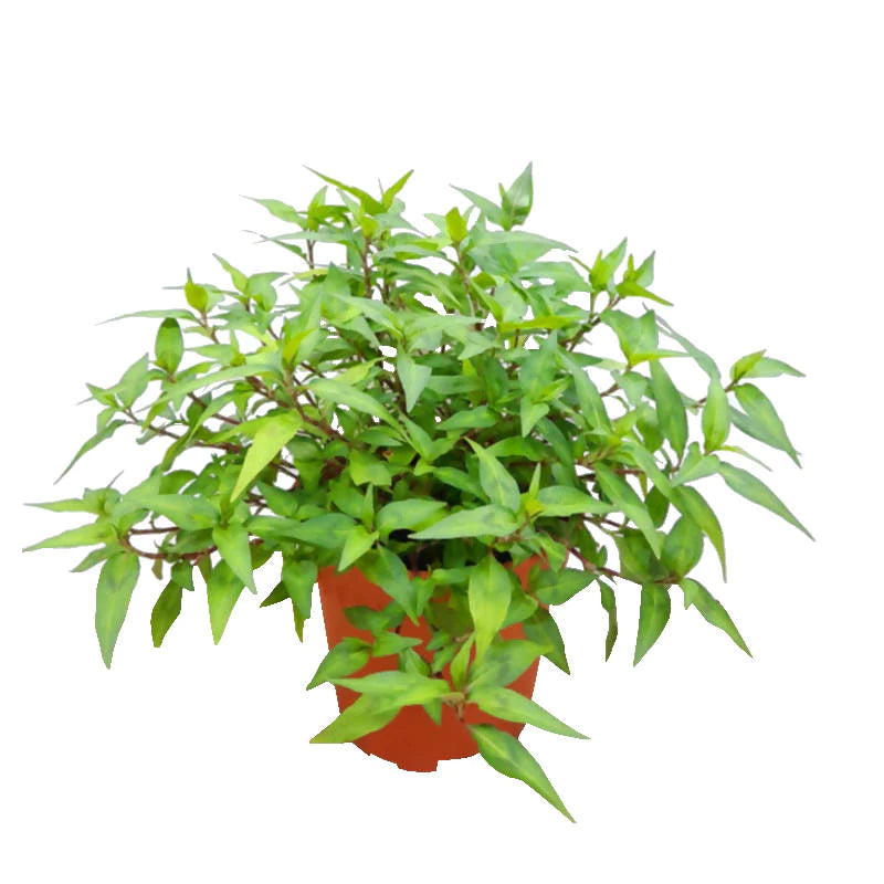 Persicaria odorata, Laksa Leaf, Vietnamese Cilantro (0.3m)