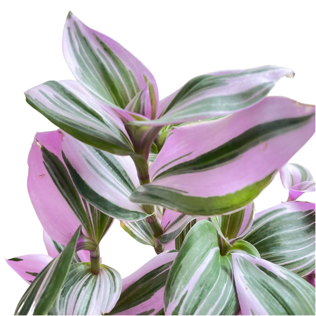 Tradescantia Nanouk, Fantasy Venice in hanging pot (0.30mH)