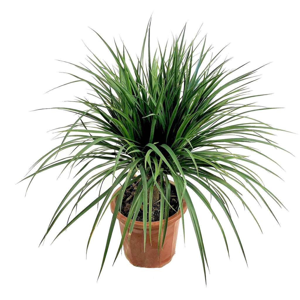 Dracaena cambodiana Dwarf, Cambodian Dragon Tree (0.60m)