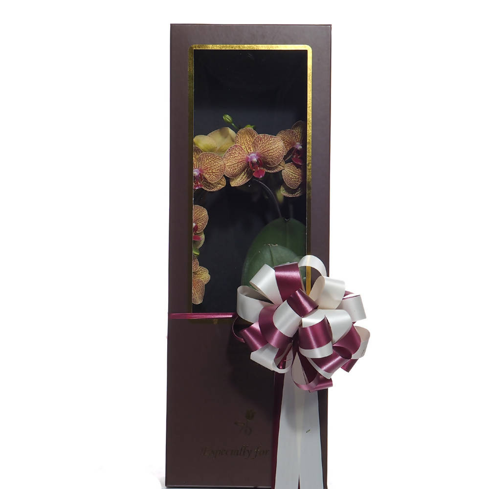 Phalaenopsis Gift Box F