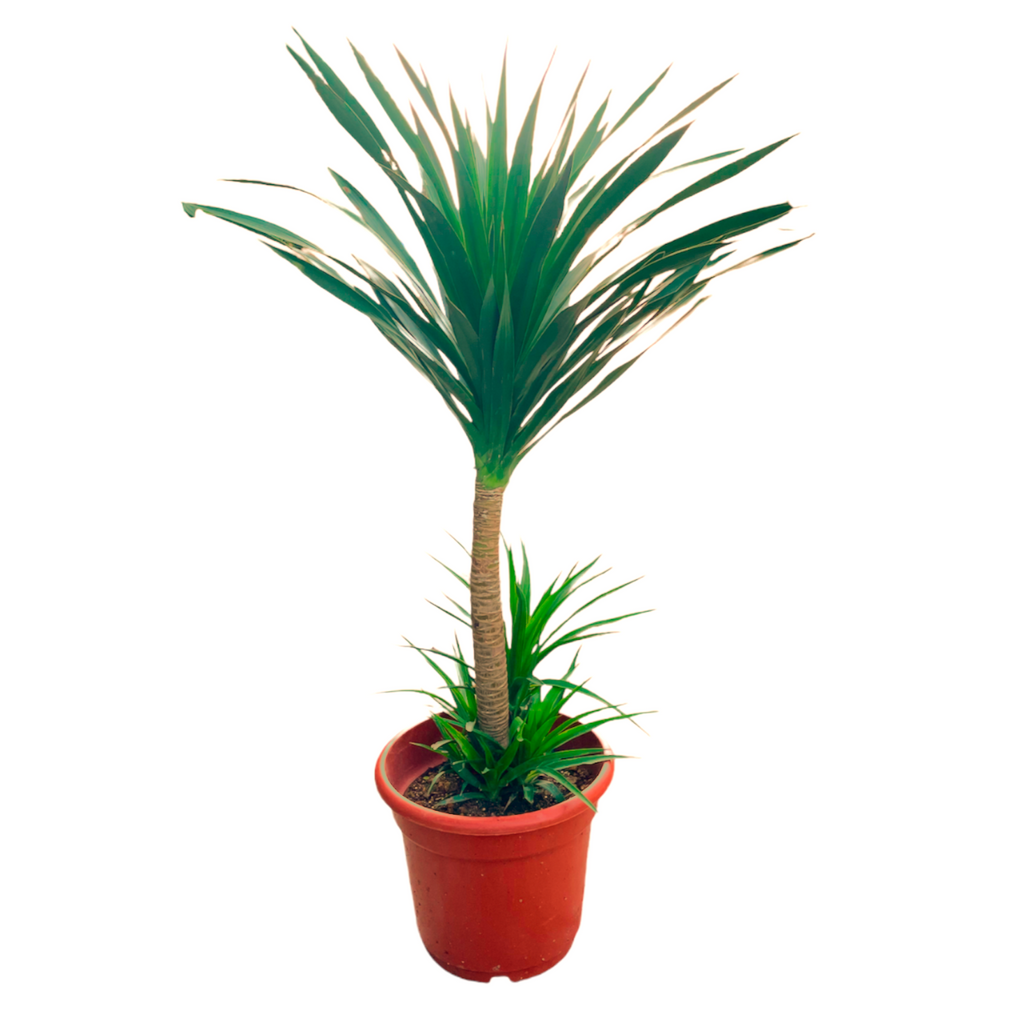 China Yucca (1.5m)