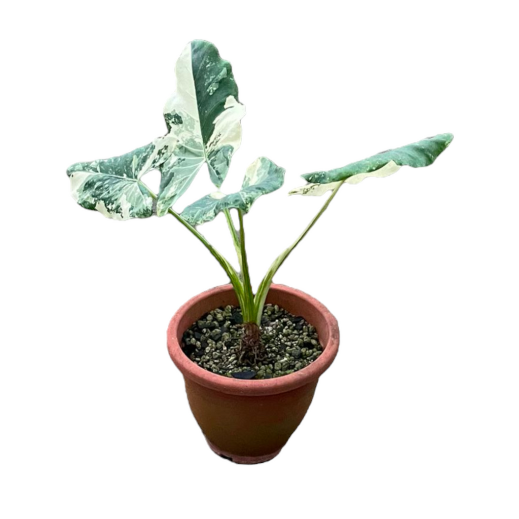 Alocasia Macrorrhiza Variegated (0.9m)