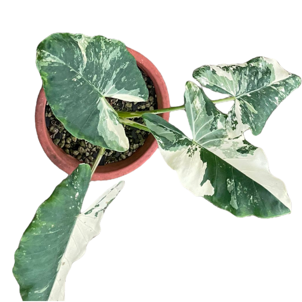 Alocasia Macrorrhiza Variegated (0.9m)