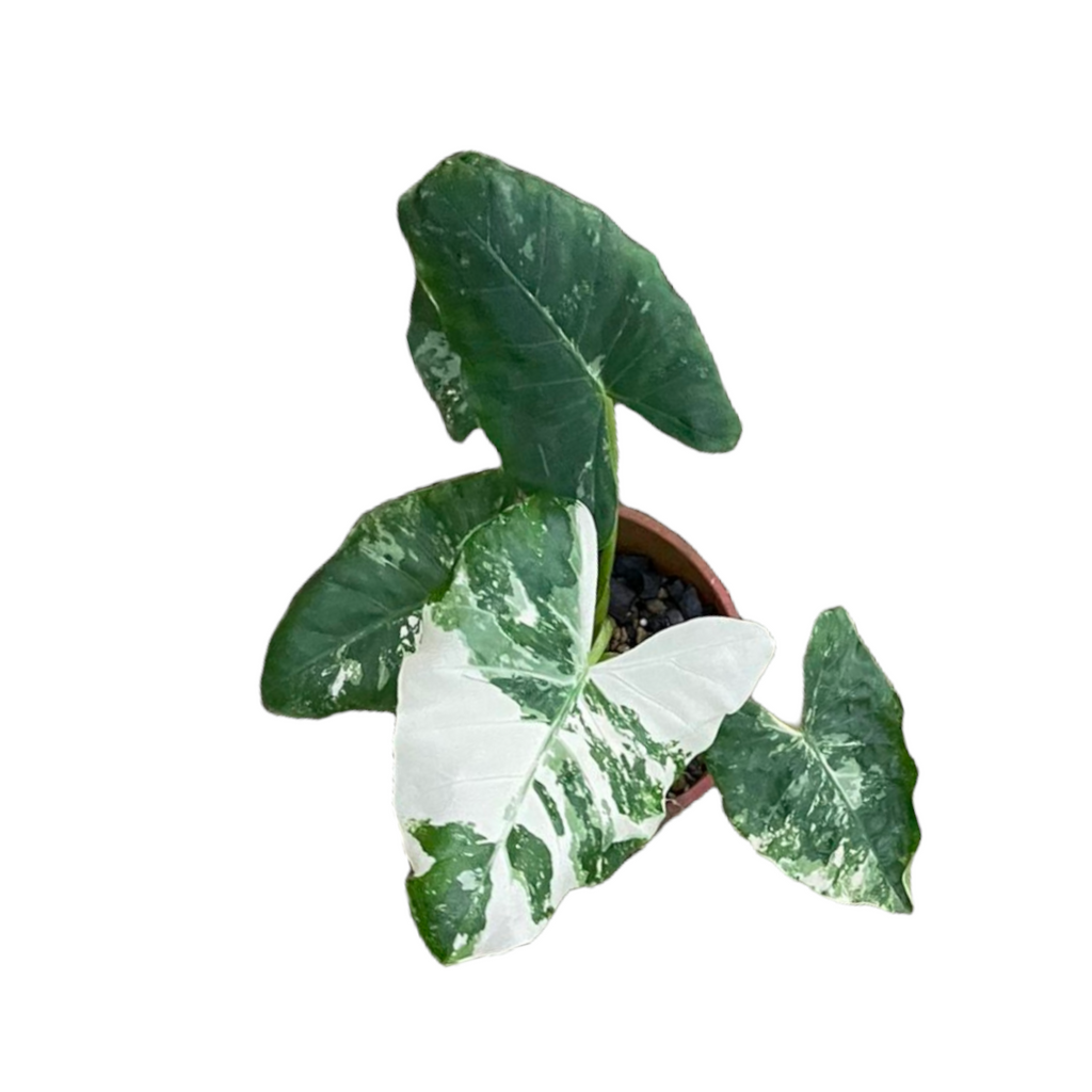 Alocasia Macrorrhiza Variegated (0.3m)