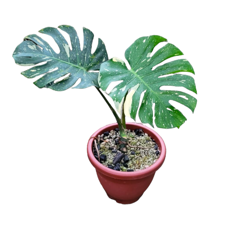 Monstera Thai Constellation (0.6m)