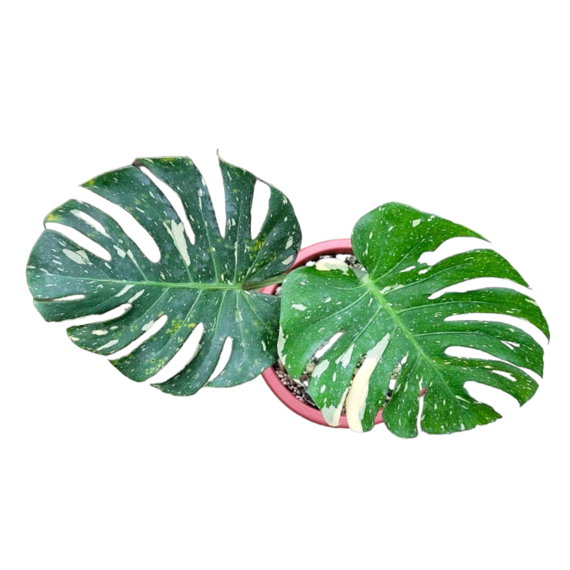 Monstera Thai Constellation (0.6m)