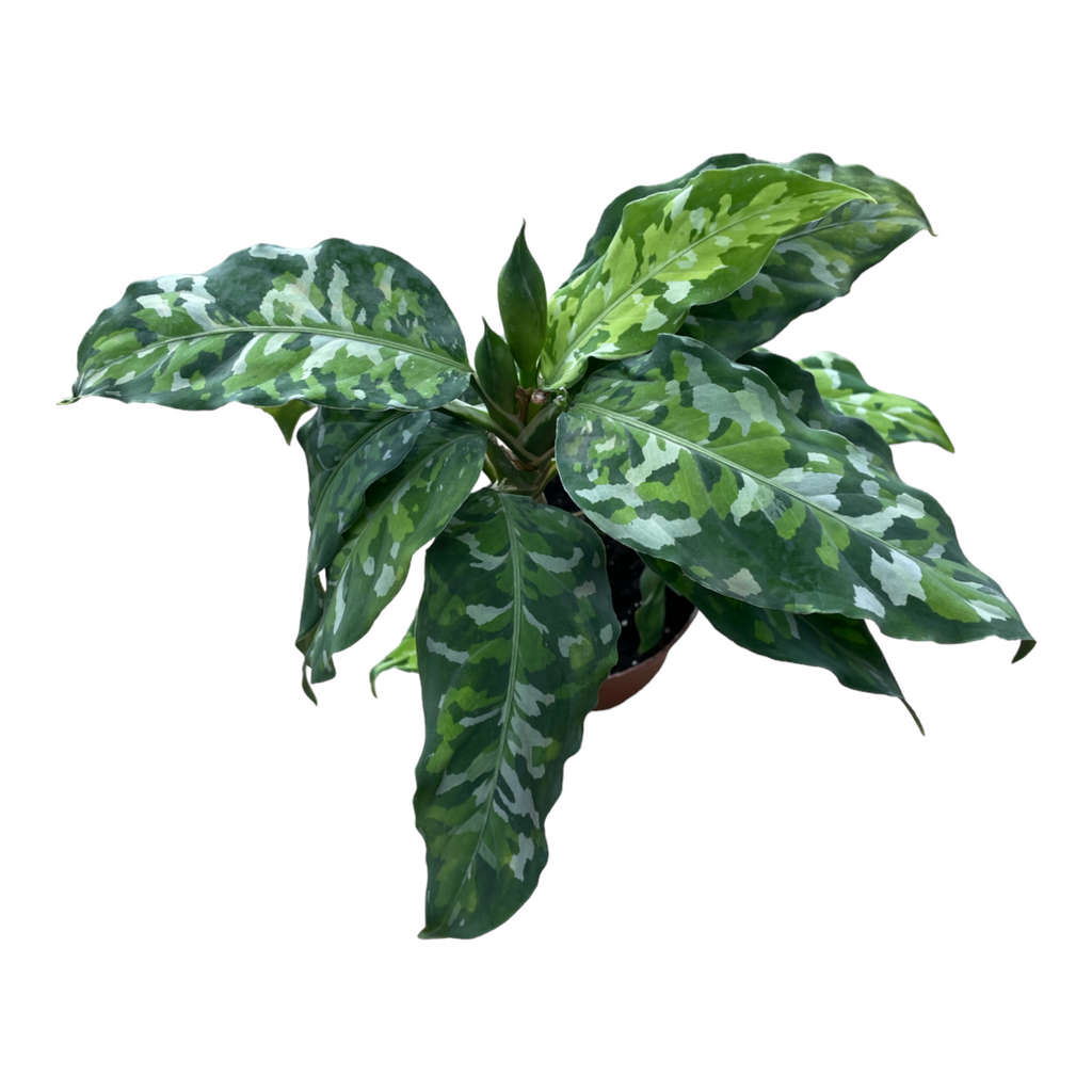 Aglaonema Pictum Tricolor, Camouflage Plant (0.3m)