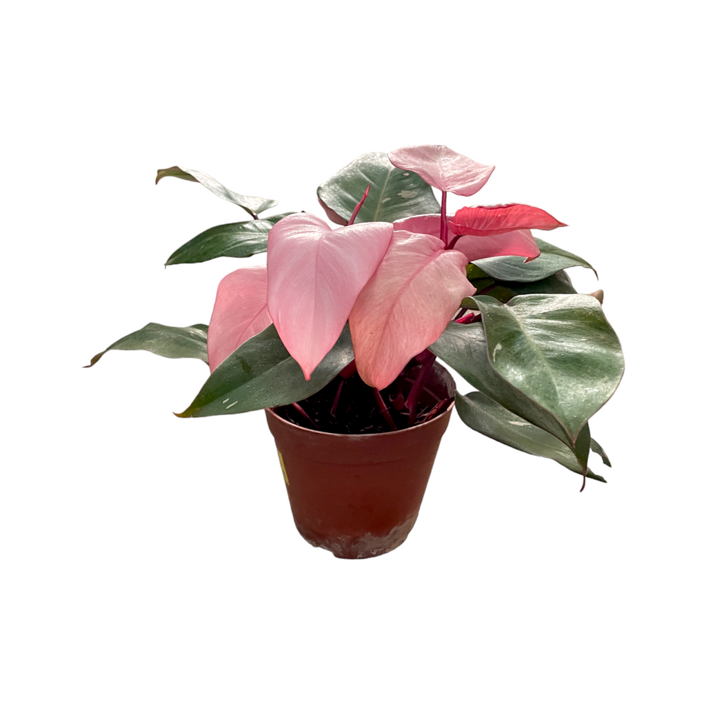Philodendron Pink Princess in Kola Planter in Pink Top