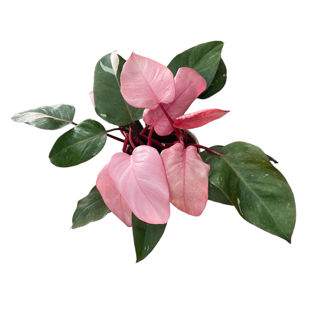 Philodendron Pink Princess in Delicate Pink B. for Soft Round