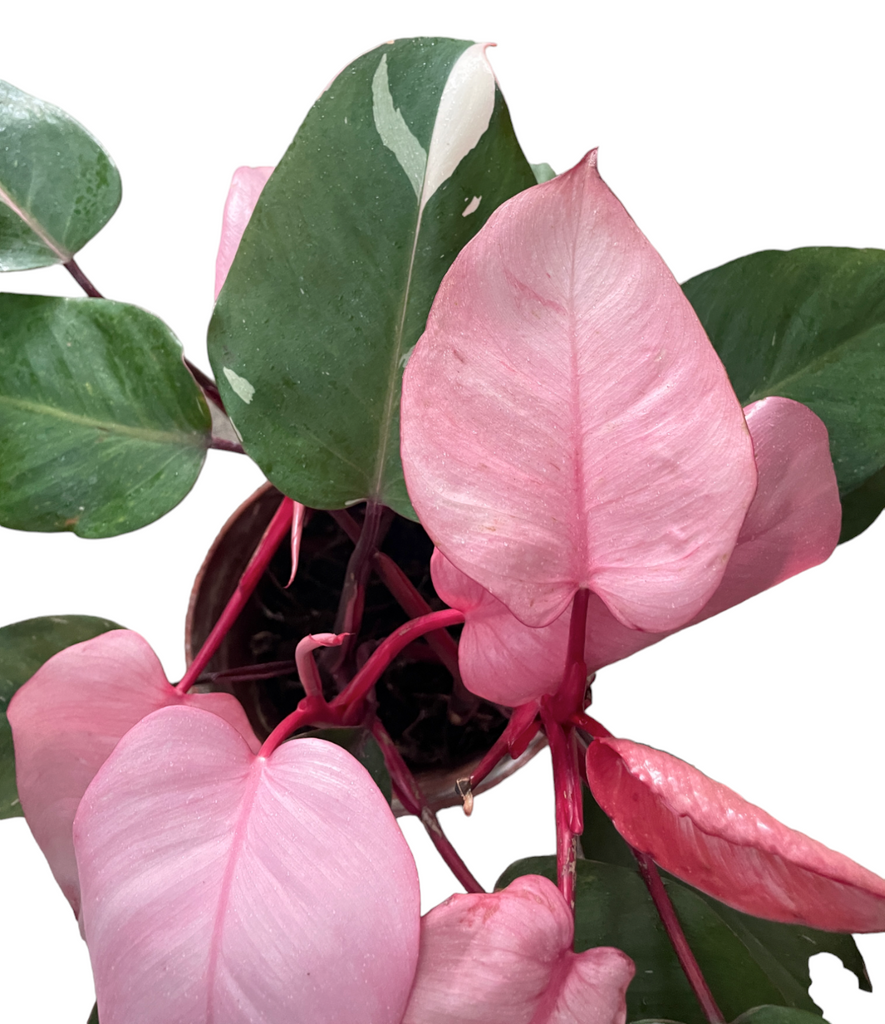 Philodendron Pink Princess in Sky Blue Kola Planter